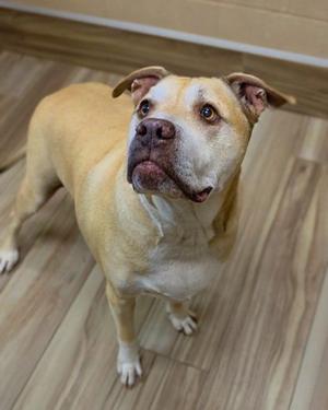 A tan and white pit bull mix standing on a wood-look floor, looking upward.