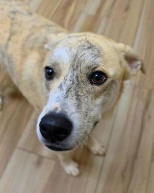 A close-up of a brindle-colored dog with a black nose and brown eyes, looking up at the camera on a wooden floor.