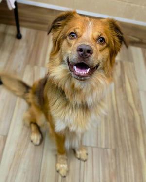 Coop, Australian Cattle Dog Mix, adult, available for adoption