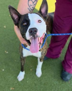 Jake, Pit Bull Terrier Mix, young, available for adoption