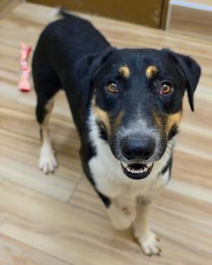 Midnight, Bernese Mountain Dog and Hound, young, available for adoption
