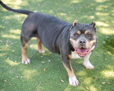 A black and brown pitbull dog standing on a grassy area, smiling with its mouth open and tongue out.