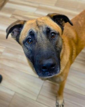 Rico, Belgian Malinois Mix, adult, available for adoption