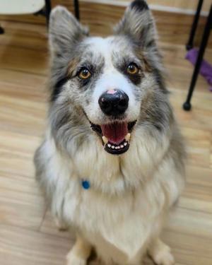 A fluffy dog with a blue collar, sitting on a wooden floor, looking up with its mouth open and tongue out.
