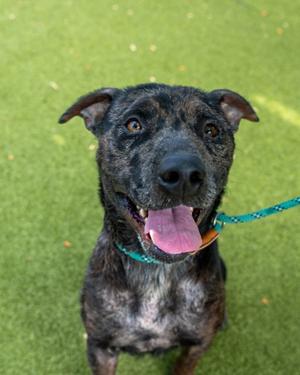 Dapple, Australian Cattle Dog and American Pit Bull Terrier, adult, available for adoption