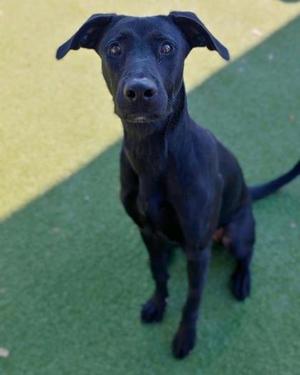 Cheese, Labrador Retriever Mix, young, available for adoption