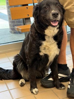Allison, Border Collie Mix, senior, available for adoption