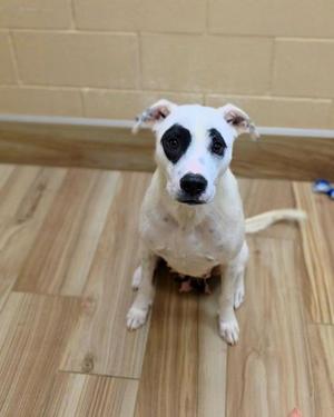A white dog with black patches around its eyes sitting on a wooden floor.