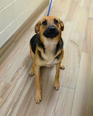 A brown and black dog with floppy ears is sitting on a wooden floor, looking up at the camera. The dog is wearing a blue leash.