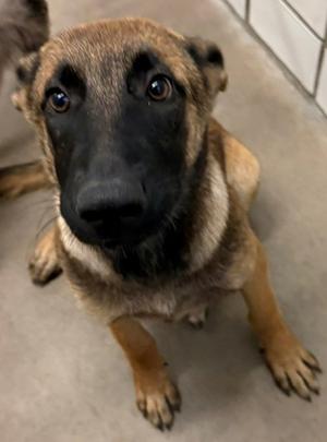 Cinnamon, Belgian Malinois Mix, puppy, available for adoption