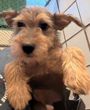 Crunch, Terrier Mix, puppy, available for adoption