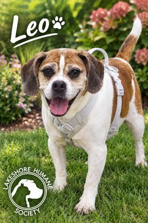 Leo, Beagle / Bulldog, senior, available for adoption