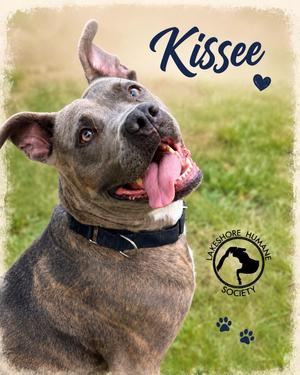 Kissee, Pit Bull Terrier, adult, available for adoption