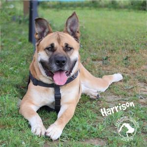 A happy brown and white dog lying on the grass with its tongue out, wearing a black harness. The name "Harrison" is written in white text next to the dog.