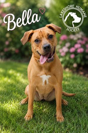 Bella, Labrador Retriever, adult, available for adoption