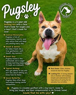 Pugsley, Bulldog, adult, available for adoption