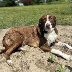 Rigo (Rigoberto), Mixed Breed, adult, available for adoption