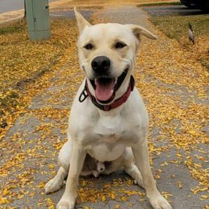 Chase, Labrador Retriever / Mixed Breed, adult, available for adoption