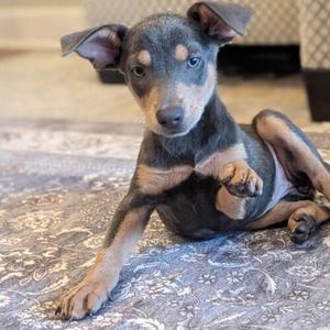 Kaela, Xoloitzcuintli / Mexican Hairless, puppy, available for adoption