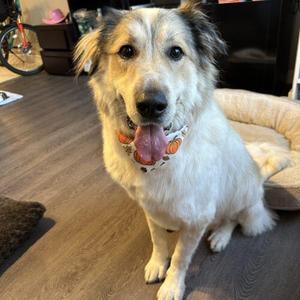 Cody, Great Pyrenees / Akbash, adult, available for adoption
