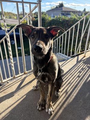 Lucas, Shepherd / Husky, puppy, available for adoption