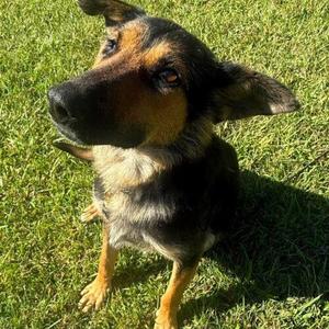 Sugar, Shepherd / Mixed Breed, young, available for adoption