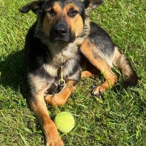 Sugar, Shepherd / Mixed Breed, young, available for adoption