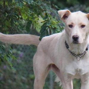 A light-colored dog standing outdoors with green foliage in the background.