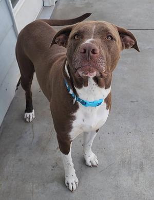 Kyzer, Chocolate Labrador Retriever / Pit Bull Terrier, adult, available for adoption