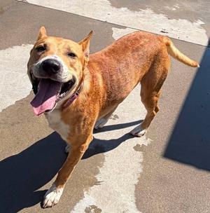 Scrappy, Shepherd, adult, available for adoption