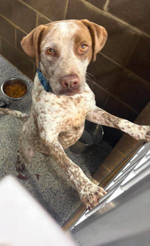 Rose, Australian Cattle Dog/Blue Heeler, adult, available for adoption