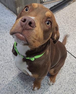 Yogi, Pit Bull Terrier, young, available for adoption