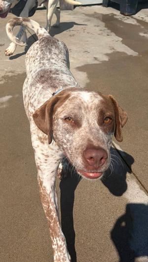 Russell, Australian Cattle Dog/Blue Heeler, adult, available for adoption