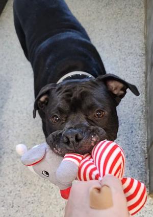 Mamoa, Bulldog, adult, available for adoption