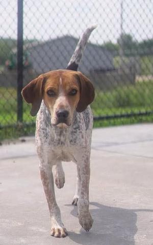 Trapper, Hound, adult, available for adoption