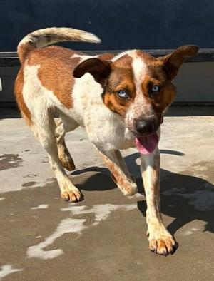 Jethro, Cattle Dog, adult, available for adoption