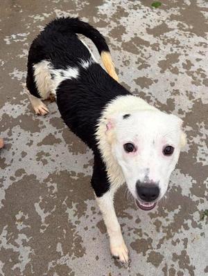 Lilo, Terrier, young, available for adoption