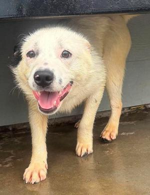 Ohana, Terrier, young, available for adoption