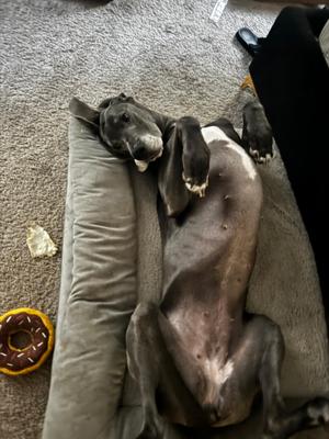 Rose, Great Dane, adult, available for adoption