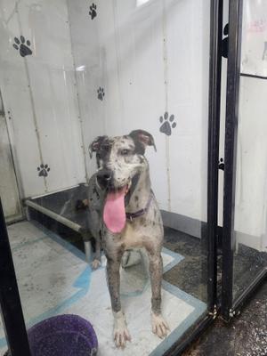 A dog with a spotted coat and a pink tongue sticking out, standing in a kennel with paw prints on the walls.