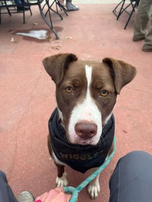 Sherry, Terrier, adult, available for adoption