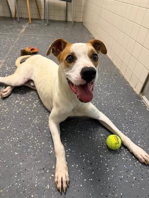 Buster, Boxer / Terrier, adult, available for adoption