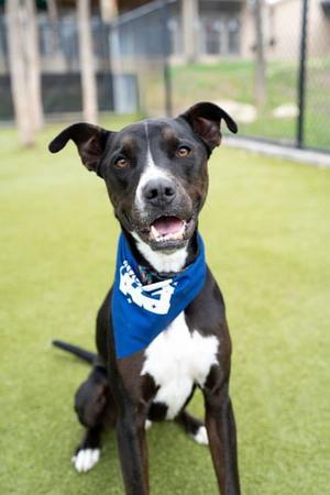 Stanley, Boxer / Terrier, adult, available for adoption