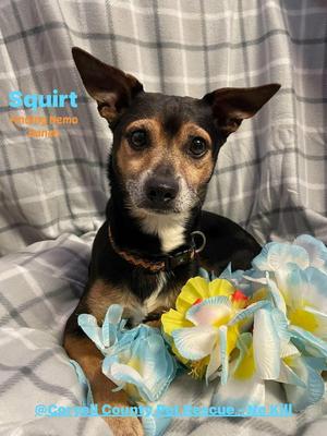 Squirt, Chihuahua, adult, available for adoption