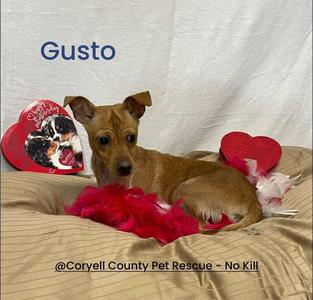 Gusto, Chihuahua, adult, available for adoption
