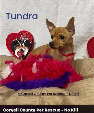 Tundra, Chihuahua, adult, available for adoption