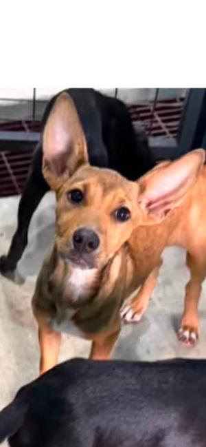 Athena, Great Dane / Labrador Retriever, young, available for adoption