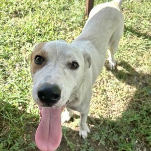 Jack, Retriever, young, available for adoption