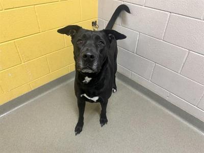 SCAR, Labrador Retriever / Mixed Breed, adult, available for adoption