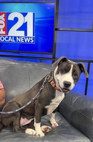 LAYLA, Pit Bull Terrier / Mixed Breed, young, available for adoption